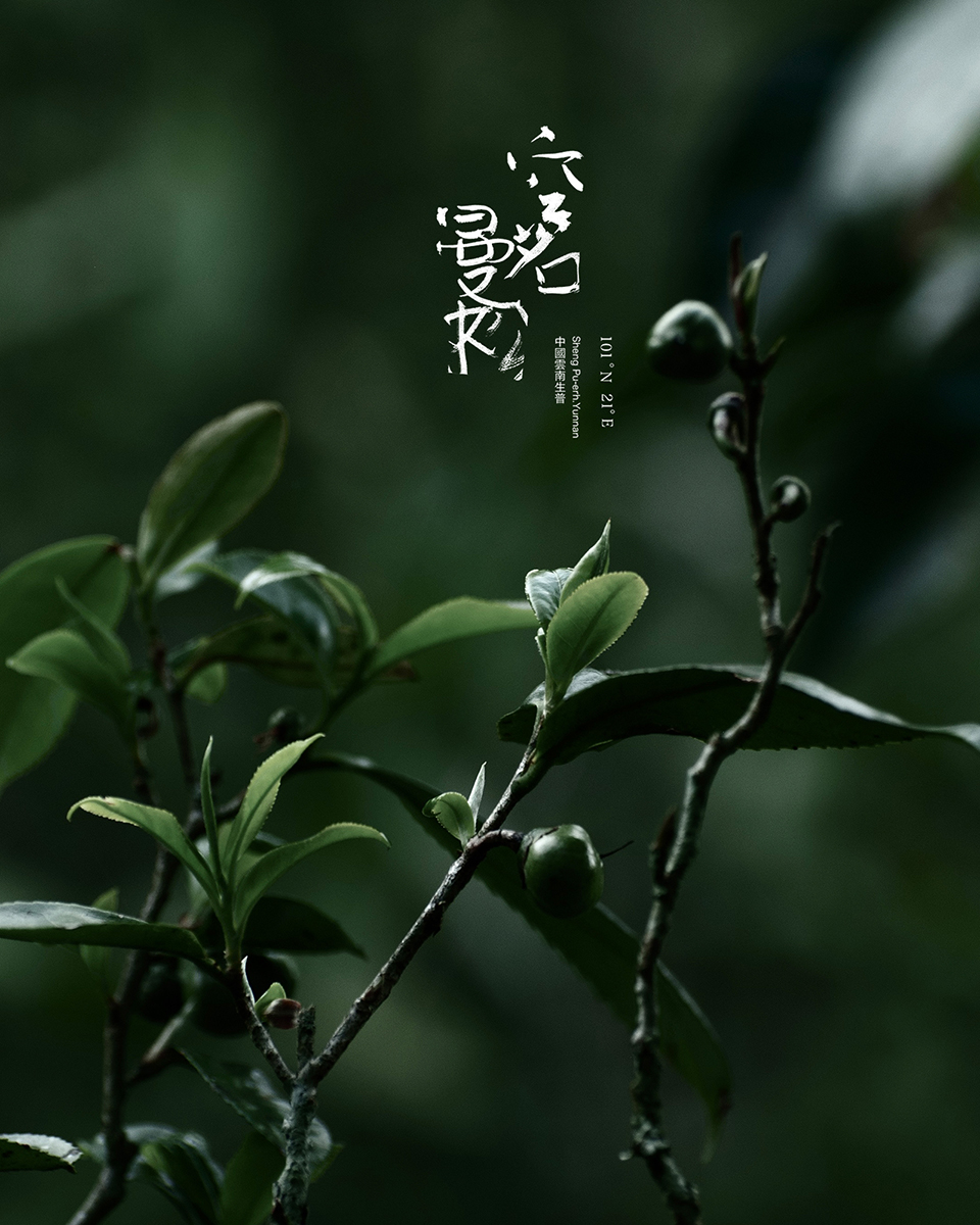 空・空茗曼松Kū Míng · Mansong Ancient Tea