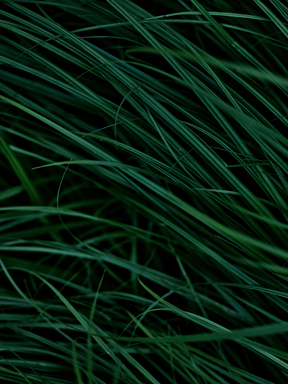 空・草
